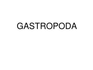 GASTROPODA