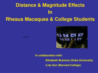 Distance &amp; Magnitude Effects In Rhesus Macaques &amp; College Students