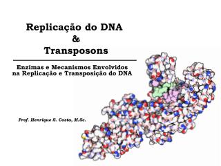 Replicação do DNA &amp; Transposons