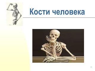 Кости человека