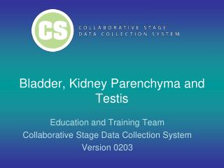 Bladder, Kidney Parenchyma and Testis