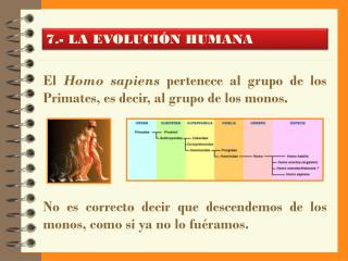 7.- LA EVOLUCIÓN HUMANA