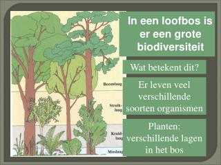 In een loofbos is er een grote biodiversiteit