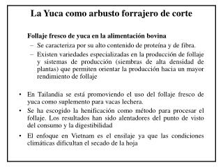 La Yuca como arbusto forrajero de corte