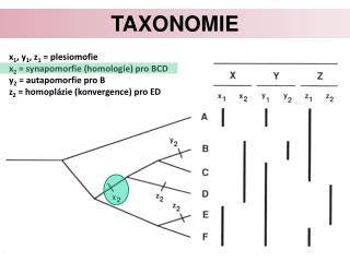 Taxonomie