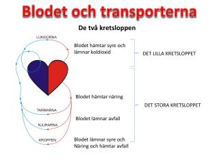 Blodet och transporterna