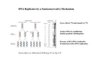 DNA Replicates by a Semiconservative Mechanism