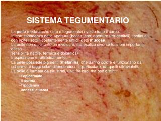 SISTEMA TEGUMENTARIO