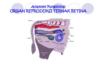 Anatomi Fungsional ORGAN REPRODUKSI TERNAK BETINA