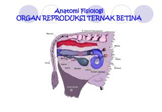 Anatomi Fisiologi ORGAN REPRODUKSI TERNAK BETINA