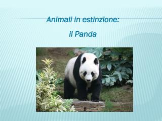 Animali in estinzione: il Panda