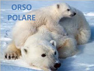 ORSO POLARE