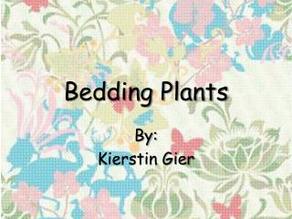 Bedding Plants