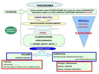 TASSONOMIA