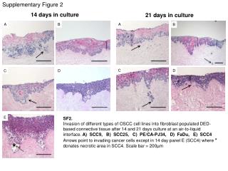 Supplementary Figure 2