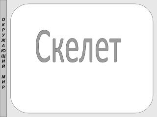 Скелет