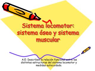 Sistema locomotor: sistema óseo y sistema muscular