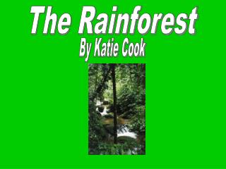 The Rainforest