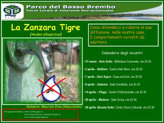 La Zanzara Tigre ( Aedes albopictus )