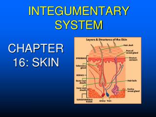 INTEGUMENTARY SYSTEM