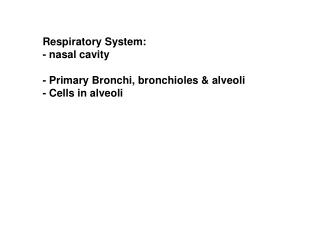Respiratory System: - nasal cavity - Primary Bronchi, bronchioles &amp; alveoli - Cells in alveoli