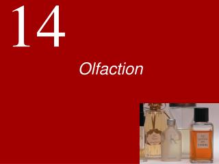 Olfaction