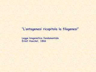 “L’ontogenesi ricapitola la filogenesi” Legge biogenetica fondamentale Ernst Haeckel, 1866