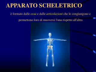 APPARATO SCHELETRICO