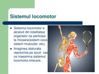 Sistemul locomotor