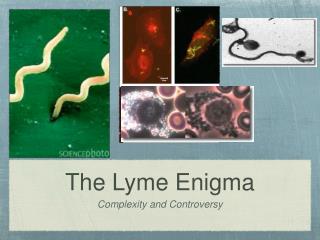 The Lyme Enigma