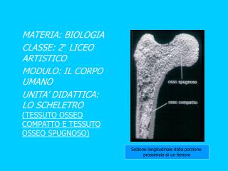MATERIA: BIOLOGIA CLASSE: 2° LICEO ARTISTICO MODULO: IL CORPO UMANO