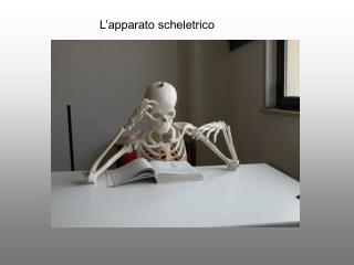 L’apparato scheletrico