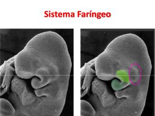 Sistema Faríngeo