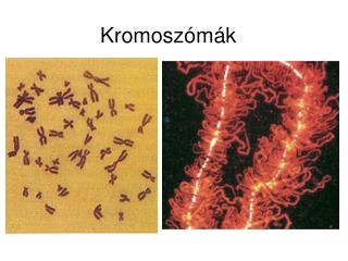 Kromoszómák