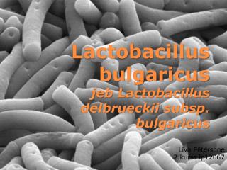 Lactobacillus bulgaricus jeb Lactobacillus delbrueckii subsp . bulgaricus