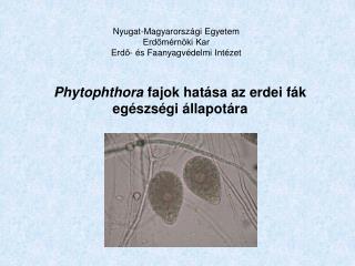 Phytophthora fajok hatása az erdei fák egészségi állapotára