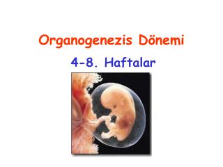 Organogenezis Dönemi