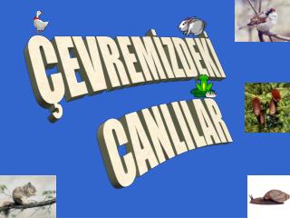 ÇEVREMİZDEKİ CANLILAR