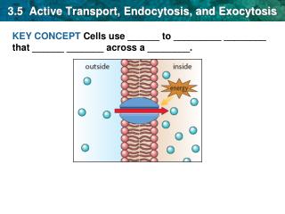 3.5 Active Transport, Endocytosis, and Exocytosis