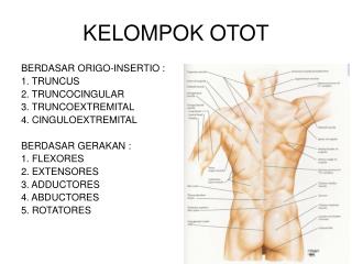 KELOMPOK OTOT