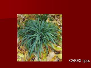 CAREX spp .