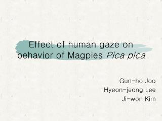 Effect of human gaze on behavior of Magpies Pica pica