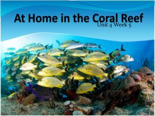 At Home in the Coral Reef