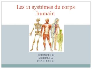 Les 11 systèmes du corps humain