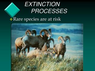 EXTINCTION PROCESSES