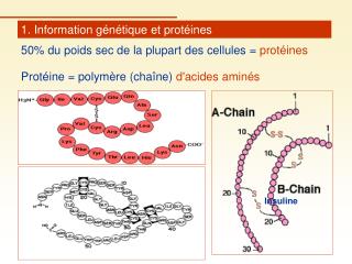 1. Information génétique et protéines