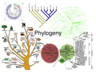 Phylogeny