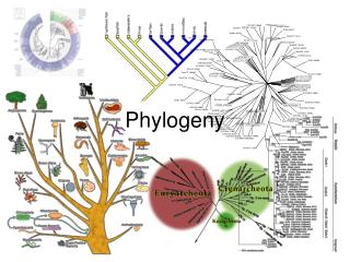 Phylogeny