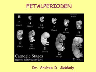 FETALPERIODEN