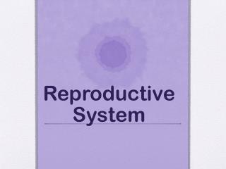 Reproductive System